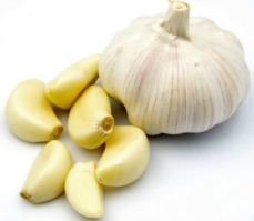 Garlic-4785